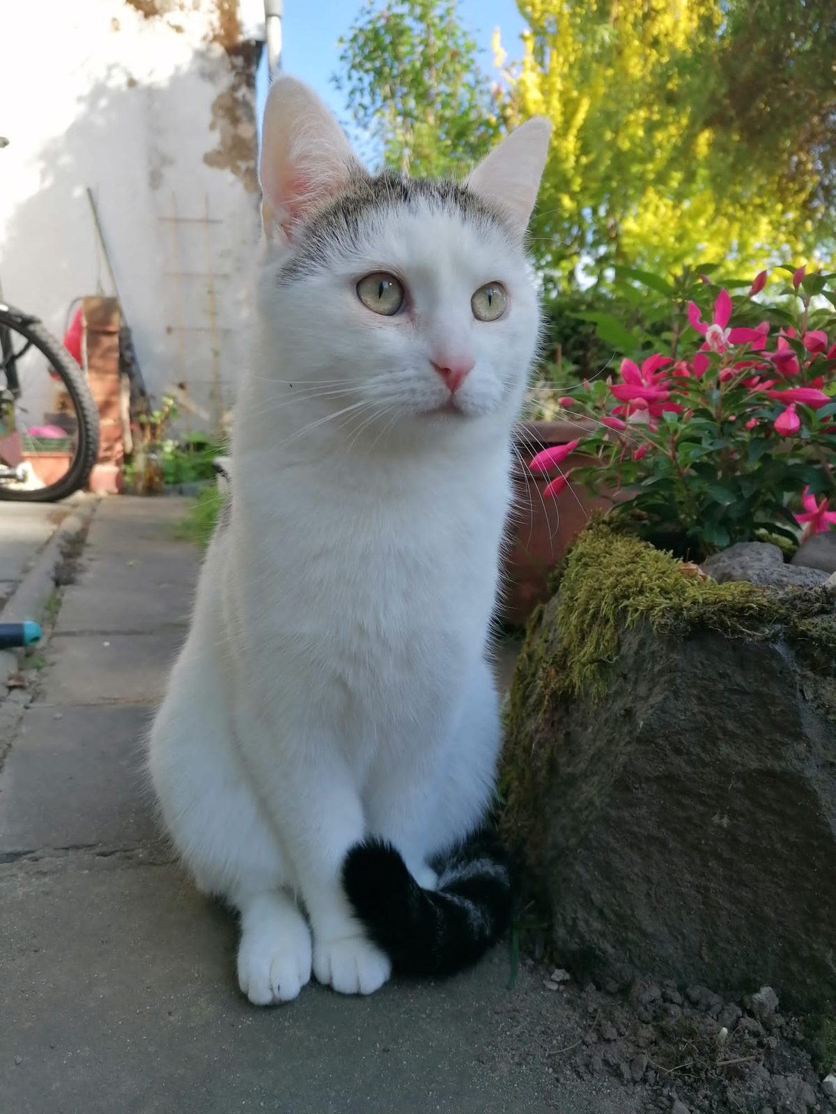 Louie sitzt im Garten neben Blumen