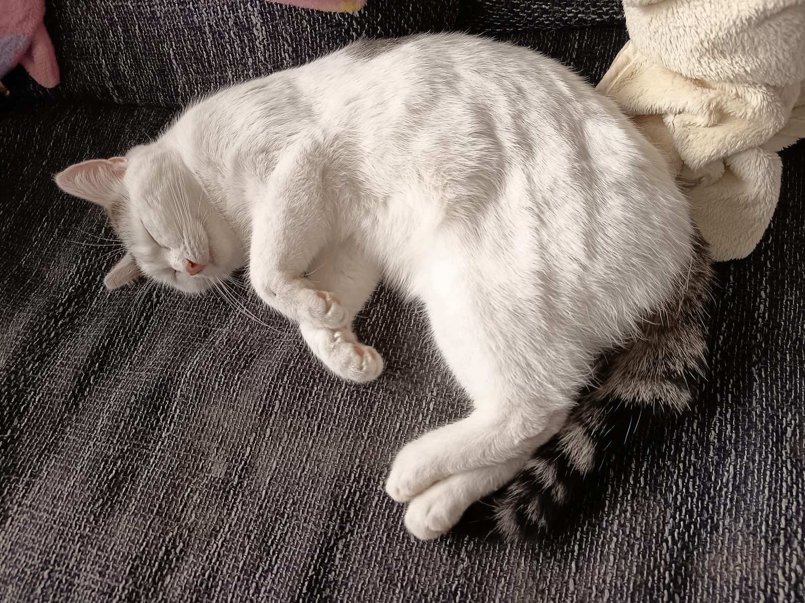 Louie in der Natur