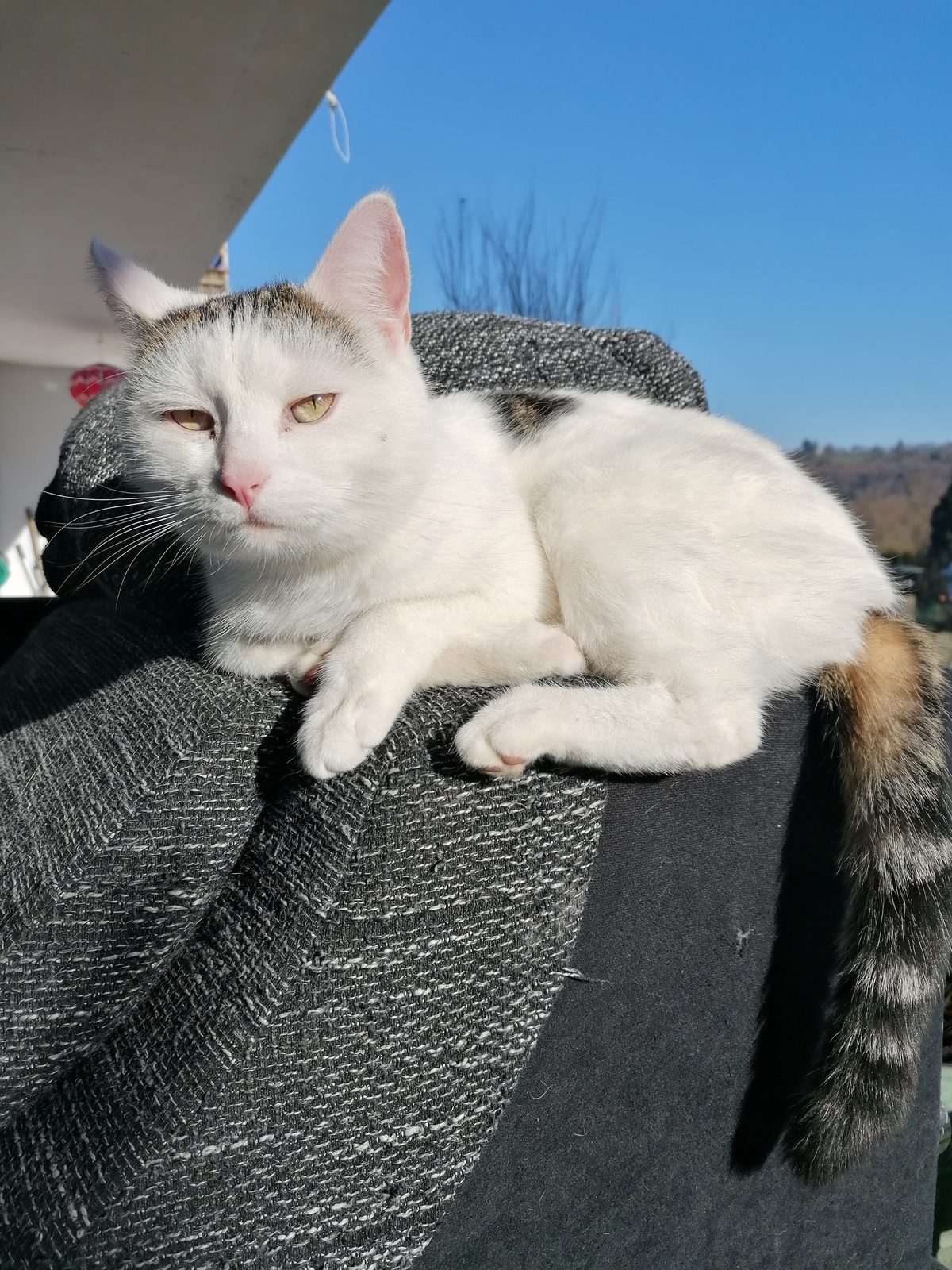 Louie auf Erkundungstour