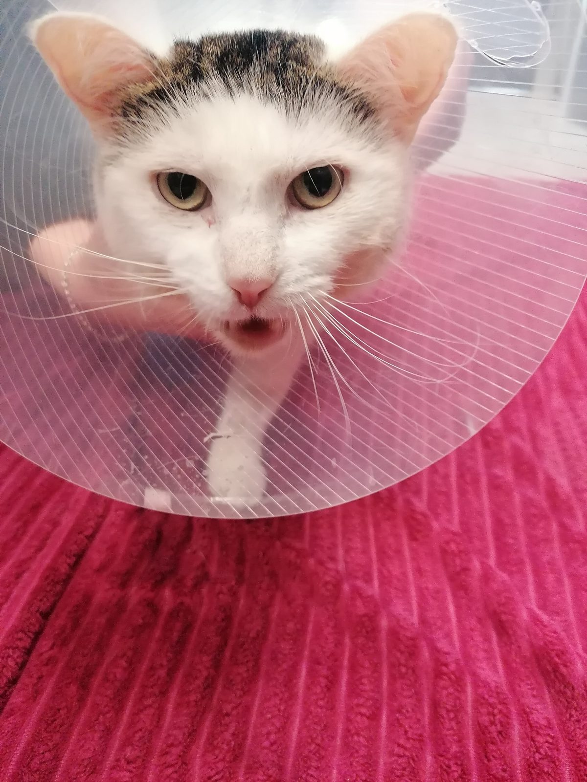 Louie mit Halskrause in der Klinik